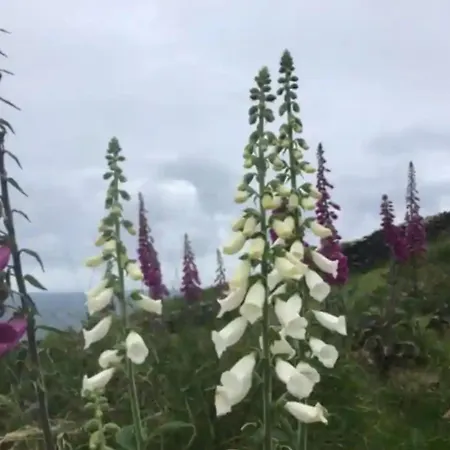 Lomonagh Portmagee *