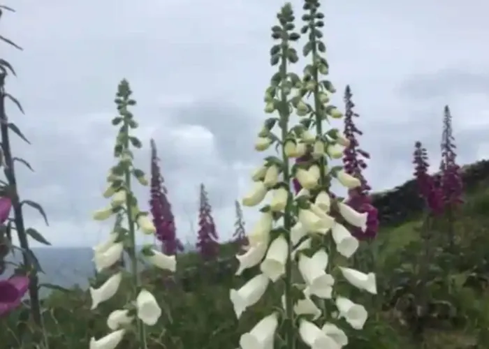 Lomonagh Portmagee *